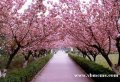 樱花道